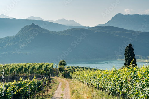 A scenic path through a lush vineyard overlooking a beautiful lake and mountains in Italy