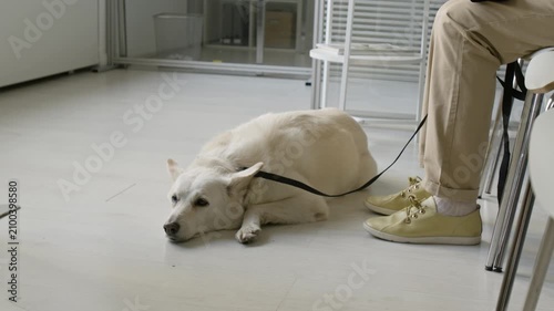 Close up of dog lying on floor next to owner sitting on chair in waiting room. Footage is perfect for veterinary clinic advertisements or pet-friendly workplace campaigns