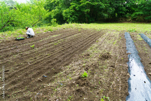 農業　福島県の畑の中でかぼちゃの苗を植える日本人男性の後ろ姿
