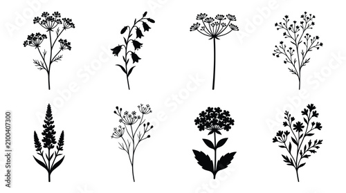 Tableau sur toile Set of eight black botanical silhouettes featuring various wildflowers, herbs, a