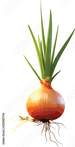 Isolated fresh onion with g...