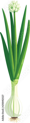 Green onion with white bulb...
