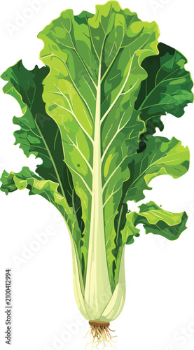 Isolated fresh green lettuc...