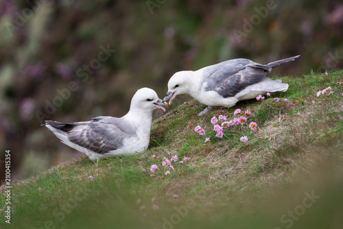 Bilde på lerret A pair of Northern fulmar surrounded by sea pink flowers rub their bills together at Sumburgh Head in Shetland, Scotland