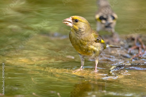 Cuadro en lienzo Un desconfiado Verderón común (Chloris chloris)