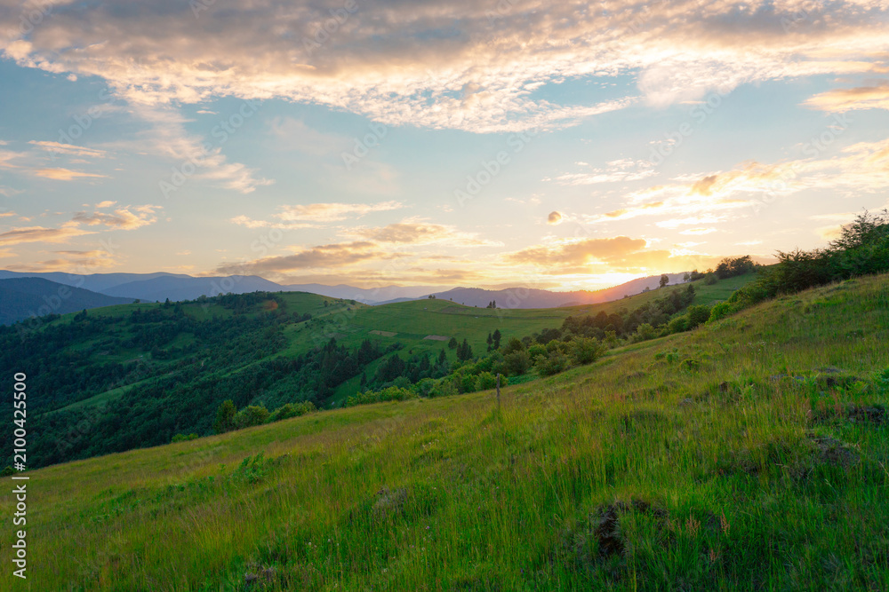 Obraz premium A beautiful wild grass mountain hill against a sunset sky with clouds. Carpathian mountains. Ukraine.