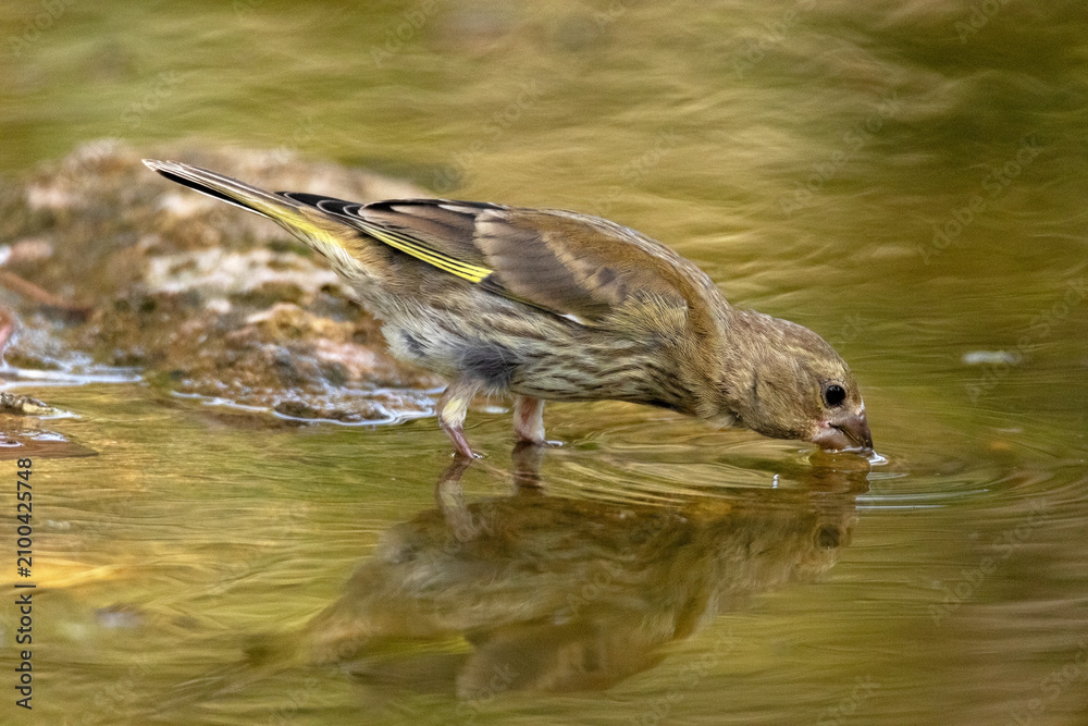 Fototapeta premium Un joven Verderón común (Chloris chloris) bebiendo agua