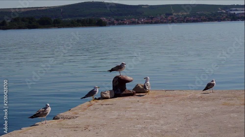 Seagulls Resting On Harbor Bollard