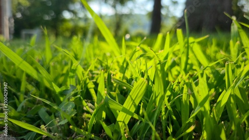 Quadro su tela Grass Lawn Curb Edge Lawnmowing Landscaping Bright   Green Grasses Lawncare 2