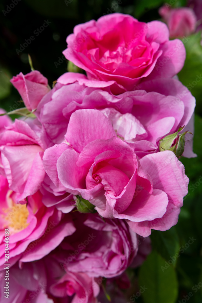 Fototapeta premium beautiful pink roses blossoming at cloudy day. close up
