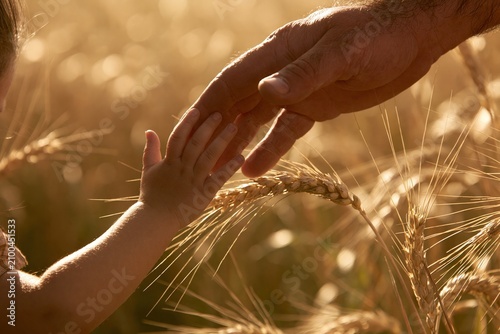 Parent and child connect through a touch in a field of wheat under the sun