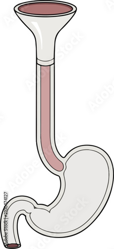 Cuadro en lienzo Diagram of the Human Stomach and Esophagus Anatomy.