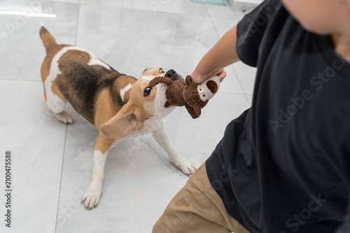 A boy and a beagle are playing together in a living room. The boy holds a toy while the beagle pulls on the other end. Both seem happy and engaged in their activity.