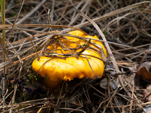 Chanterelle mushroom, Cantharellus cibarius. Edible mushroom. Chanterelles contain the enzyme chitinmannose (or chitomannose), a poison for helminths and arthropods.