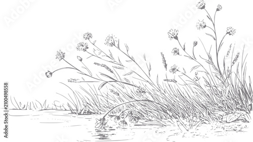 Photography 穏やかな水辺の近くに生える野生の草原の花と高い草の手書きイラスト