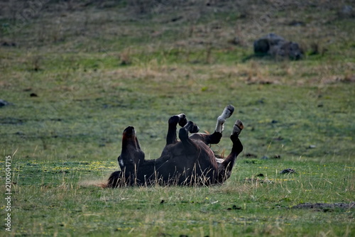 Russia. The South of Western Siberia, the Altai Mountains. A young black stallion happily lies in the grass of a spring mountain pasture.