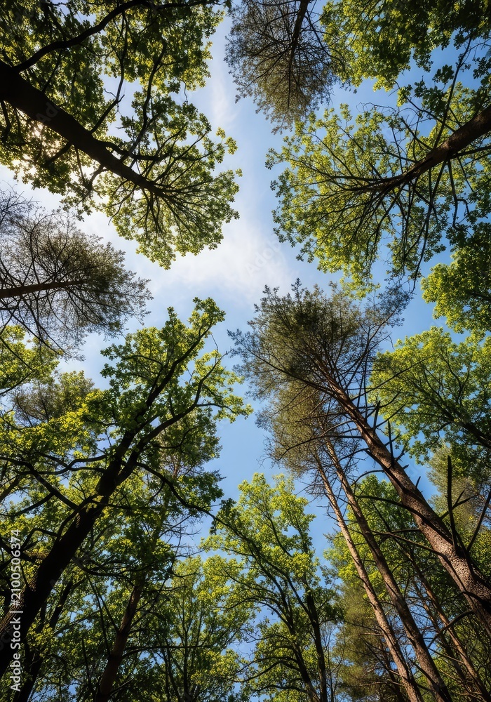 Fototapeta premium Looking up through a dense canopy of ancient oak and pine trees toward a bright blue sky filled with soft white clouds on a sunny day, clouds, foliage, woods
