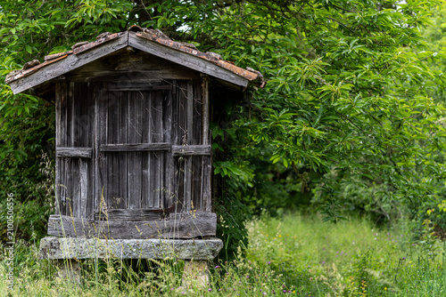 Cuadro en lienzo Traditional wooden horreo granary surrounded by lush green forest in Galicia, Spain