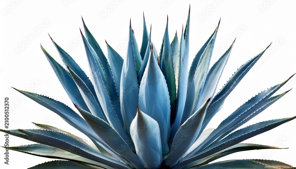 Obraz premium Blue Agave Aloe Vera Plant Isolated On White Background
