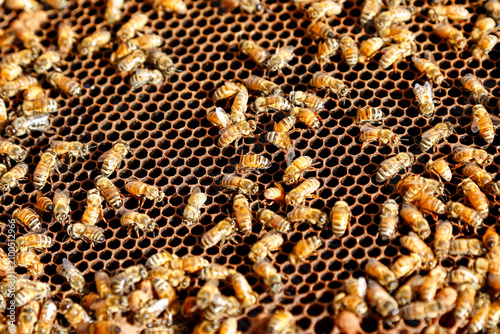 Honeybees on Honeycomb Close Up