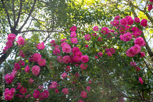 Peggy Martin climbing rose with its dense clusters of bright pink flowers and renowned for its ability to bloom again throughout the season