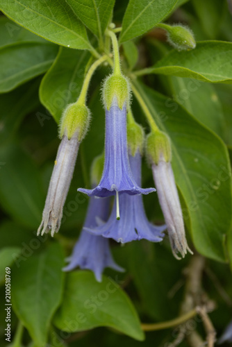 Close up view of the lovely blue trumpet shaped Acnistus australis flowers, also known as Lochroma australis. It is a fast growing shrub from South America. Copy space below.