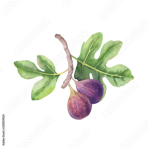 Purple ripe figs on a branch with green leaves. Hand-painted watercolor illustration. Isolated element on a white background. For Mediterranean packaging, textiles, branding, seasonal design.