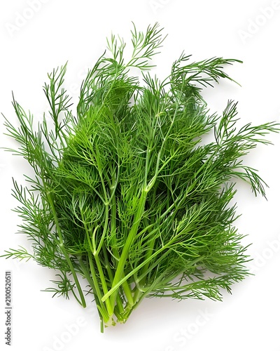 dill macro feathery texture isolated on white background