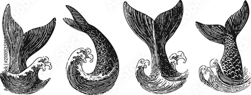 Vintage whale tail illustrations ocean animals diving marine design elements engraving set