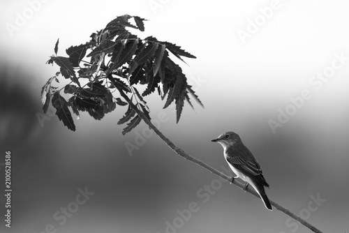 Fotografie Spotted Flycatcher perched on tree at Saar, Bahrain