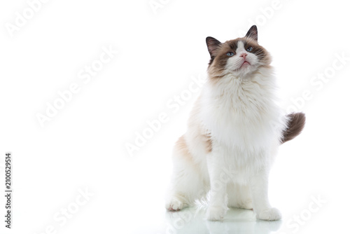 Cuadro en lienzo Calm domestic Ragdoll cat sitting on white surface