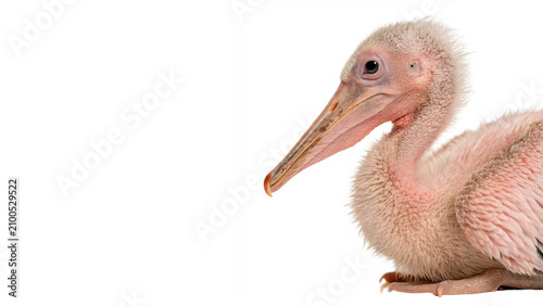 Obraz na plátně Cute fluffy pink pelican bird chick nestling wildlife portrait isolated on trans