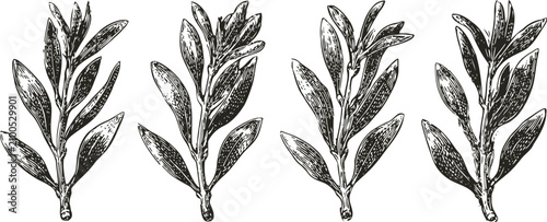 vintage olive branch illustrations hand drawn leaves set botanical sketch engraving design elements