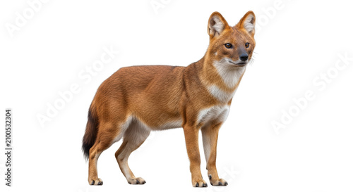 Dhole on transparent background. Asiatic wild dog for Asian wildlife conservation projects or carnivore species identification guides.