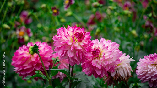 Pink dahlias blooming in botanical garden. Buds and in full bloom on a bush. ...