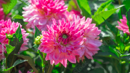 Pink dahlias blooming in botanical garden. Buds and in full bloom on a bush. ...