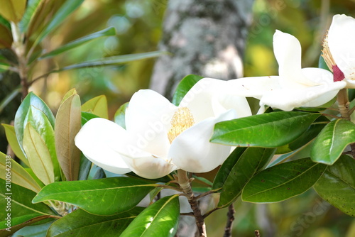 Vászonkép White magnolia grandiflora flower blooming in summer garden