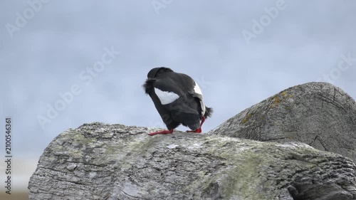 Black Guillemot Perched on Driftwood in Iceland 4K Wildlife Footage