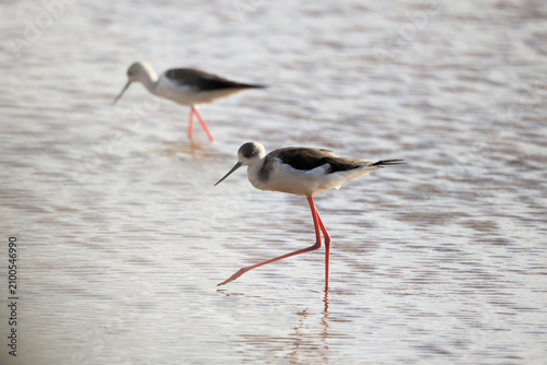 Foto A stilt walker (Himantopus himantopus) in the water of a former saltworks on the