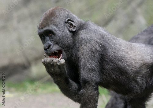 Canvastavla Western lowland gorilla juvenile. Bronx Zoo, New York, USA.