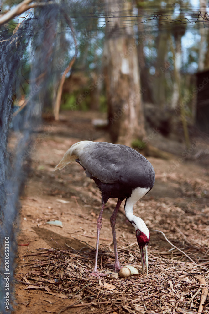 Fototapeta premium Crane bird tending egg in a nest on leaf litter at the forest floor inside a fenced enclosure at a zoo, adult gray and white crane with red head and long legs inspecting single egg.