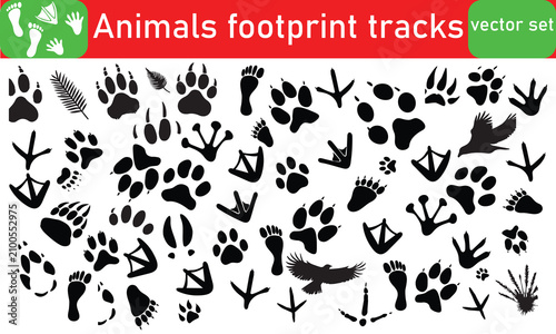 Tableau sur toile Animals footprint tracks