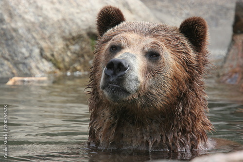 Quadro su tela Kodiak bear in the water. Bronx Zoo, New York, USA.