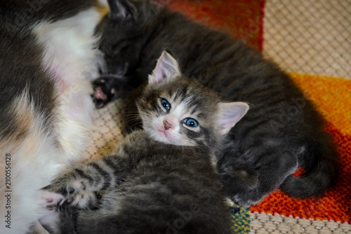 Cuadro en lienzo Adorable Blue-Eyed Tabby Kitten Cuddling with Mother Cat