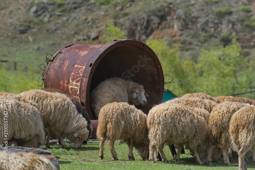 Russia. The South of Western Siberia, the Altai Mountains. A sheep from a small flock hid from the heat in a large metal barrel.