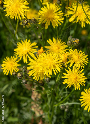 Obraz na płótnie Macrophotographie de fleur sauvage - Crépide bisannuelle - crepis biennis