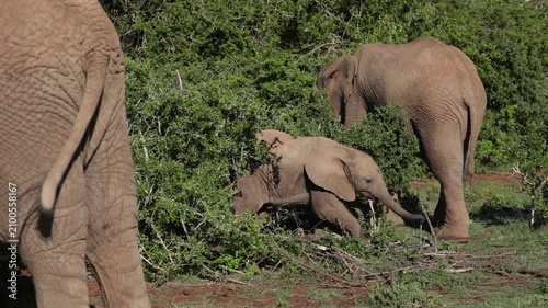 Baby Elephant in Kariega Private Game Reserve, Eastern Cape, South Africa African Wildlife Safari