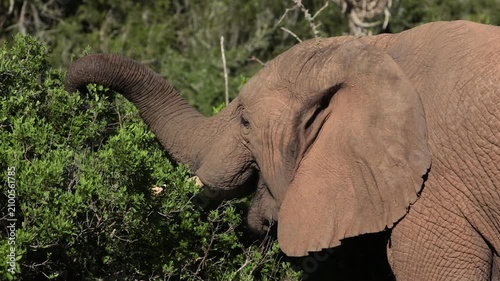 Close-Up of an Elephant Browsing from Bush in Kariega Private Game Reserve, Eastern Cape, South Africa African Wildlife Safari