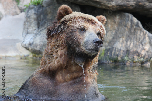 Fotografía Kodiak bear in the water. Bronx Zoo, New York, USA.