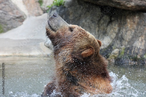 Cuadro en lienzo Kodiak bear in the water. Bronx Zoo, New York, USA.